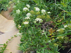 Peucedanum japonicum