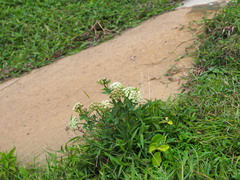 Peucedanum japonicum