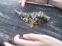 Sphoeroides maculatus