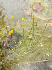 Utricularia bifida