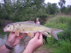 Moxostoma erythrurum