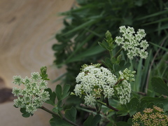 Peucedanum japonicum