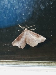Eutrapela clemataria