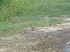 Columbina talpacoti