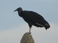 Coragyps atratus