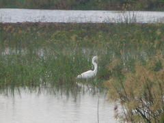 Ardea alba