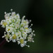 Coastal Hog Fennel - Photo no rights reserved, uploaded by 葉子