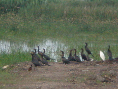 Jacana spinosa
