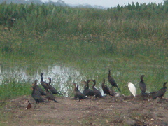 Egretta thula