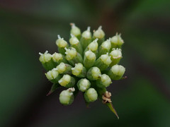 Peucedanum japonicum
