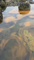 Noctiluca scintillans