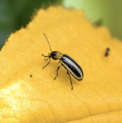 Acalymma trivittatum