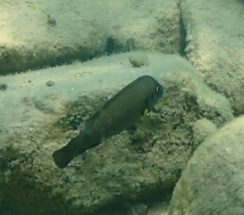 Bescheiden Tanganyika-cichlide (Neolamprologus modestus) — Cichlidae