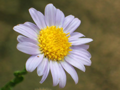 Aster hispidus