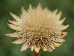 Aster hispidus