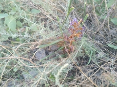 Orobanche cernua