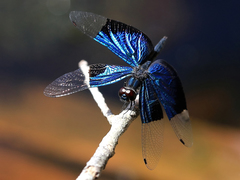 Rhyothemis resplendens