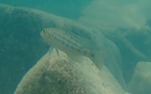 Elongate lamprologus (Lepidiolamprologus elongatus) — Cichlidae — 4