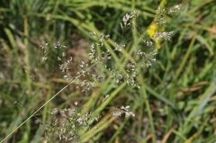 Glyceria elata
