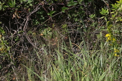 Dichanthelium lanuginosum