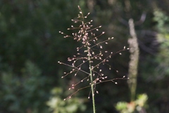 Dichanthelium lanuginosum