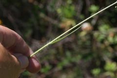 Dichanthelium lanuginosum