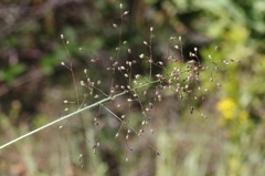 Dichanthelium lanuginosum