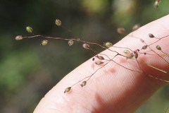 Dichanthelium lanuginosum