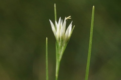 Rhynchospora alba