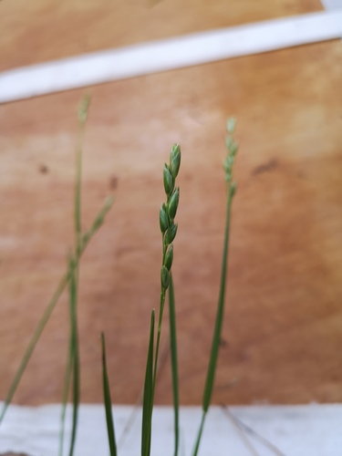 Heathland Grass (Danthonia decumbens)