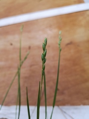 Heathland Grass (Danthonia decumbens)