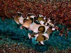 Pseudobiceros flowersi