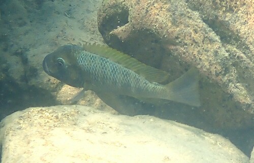 Largetooth petrochromis (Petrochromis polyodon) — Cichlidae — 4