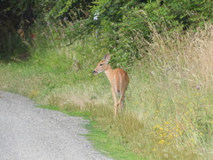 Odocoileus virginianus leucurus