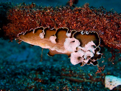 Pseudobiceros flowersi