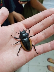 Odontolabis cuvera salvazae