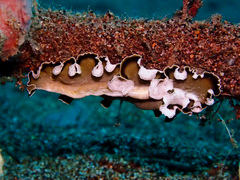 Pseudobiceros flowersi