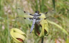 Libellula nodisticta