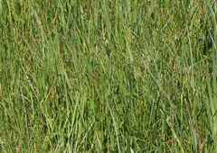 Eleocharis torticulmis