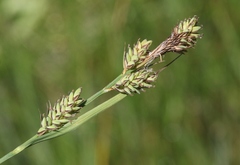 Carex buxbaumii