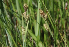 Carex buxbaumii