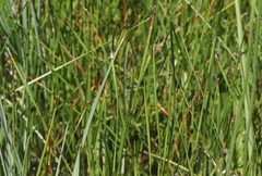 Eleocharis torticulmis