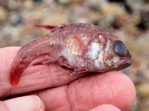 Roodbruine kardinaalbaars (Vincentia badia) — Apogonidae — 3