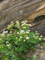 Peucedanum japonicum