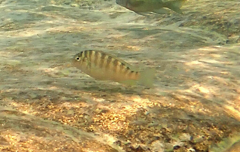 Curvifrons cichlid (Pseudosimochromis curvifrons) — Cichlidae