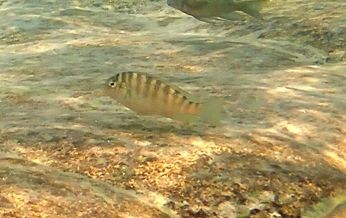 Curvifrons cichlid (Pseudosimochromis curvifrons) — Cichlidae