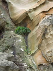 Peucedanum japonicum