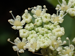 Peucedanum japonicum