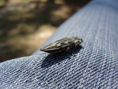 Chalcophora georgiana