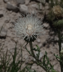 Cirsium canescens